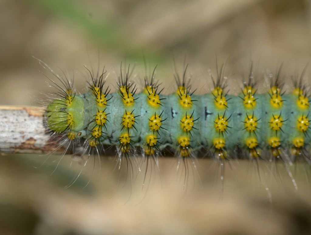 Saturnia (Eudia) pavoniella o Saturnia pavoniella?